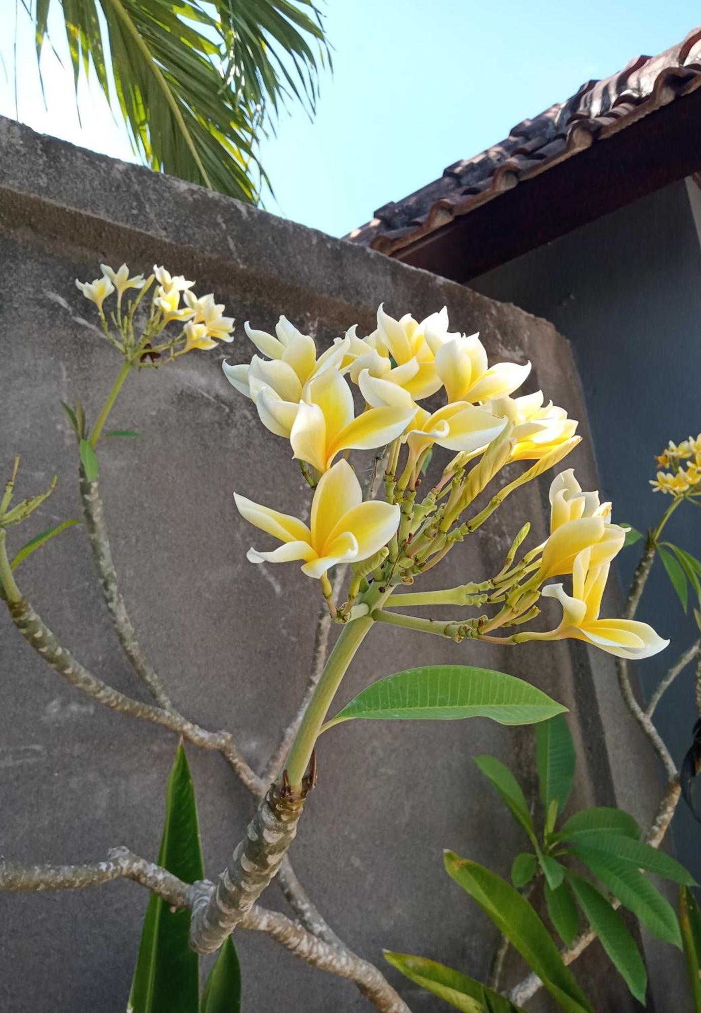 Parama Homestay Balangan Uluwatu Exteriör bild