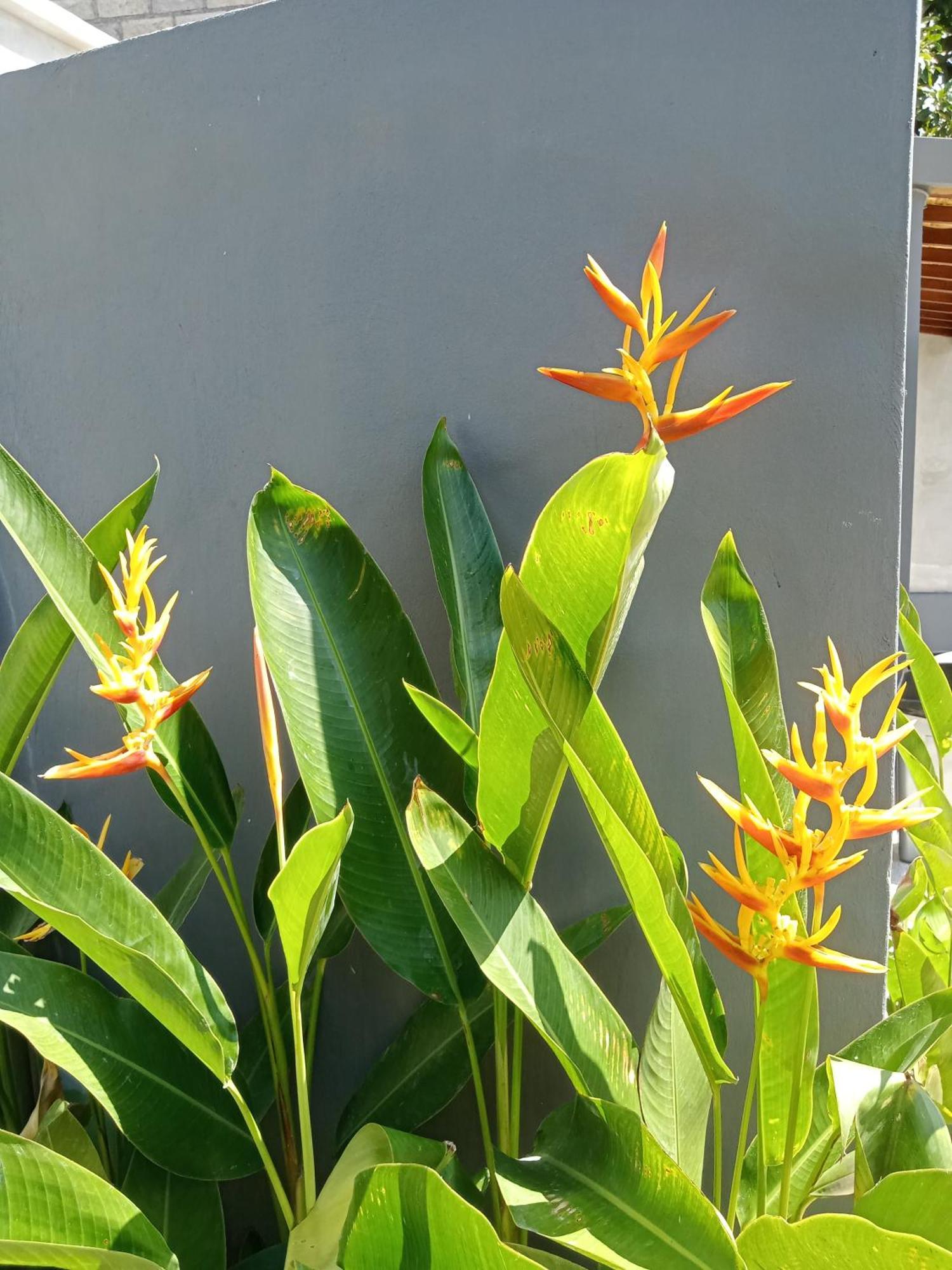 Parama Homestay Balangan Uluwatu Exteriör bild